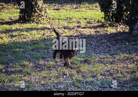 Ein nasser, dunkler Hund mit zotteligem Fell läuft über einen mit Blättern bedeckten Rasen und trägt einen Tennisball im Mund Stockfoto