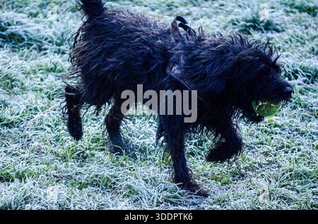 Ein nasser, zotteliger schwarzer Hund wird mitten im Schritt gefangen und trägt einen grünen Ball im Mund über ein frostbedecktes Feld Stockfoto