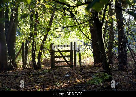In einem sonnendurchfluteten Wald steht ein hölzernes Tor offen, in dem gefallene Blätter den Boden mit Teppichen bedecken und Sonnenlicht durch die Bäume filtert. Stockfoto