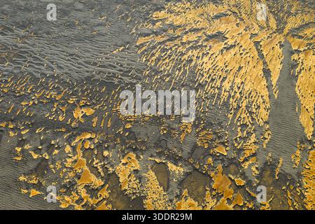 Aus der Vogelperspektive kontrastierende Goldtöne der Vegetation, durchsetzt mit dem harten, dunklen vulkanischen Sand, der einen Wandteppich aus Texturen und Tönen bildet, südlicher Stockfoto