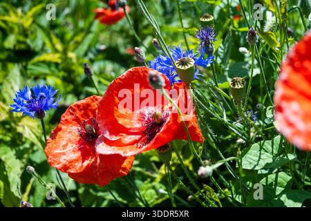 Rote Mohnblumen und blaue Kornblumen wachsen zusammen auf einer wilden Wiese unter hellem Sommersonnenlicht. Stockfoto