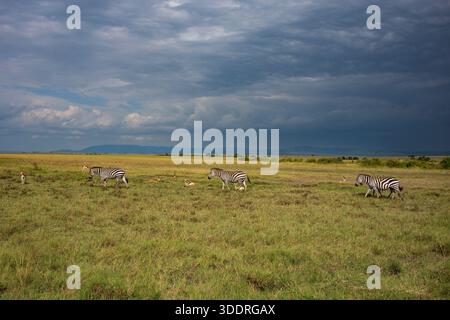 Eine Herde Antilopen und Zebras ernähren sich am Nachmittag im hohen, goldenen Gras der Savanne im Masai Mara National Reserve, Kenia, Afrika. Stockfoto