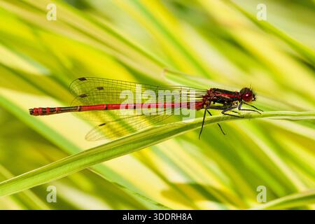 Große Rote Damselfly, Pyrrhosoma nymphula, ruht auf einem Blatt. Stockfoto