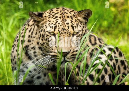 Leoparden sind eine der schwer fassbarsten, aber auch fotogenen Katzen. Dieser Leopard bewegt sich auf die Kamera zu, befindet sich aber in seinem Käfig hinter einem Zaun. Stockfoto