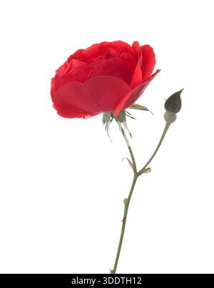 Rote Rose isoliert auf weißem Hintergrund. Stockfoto