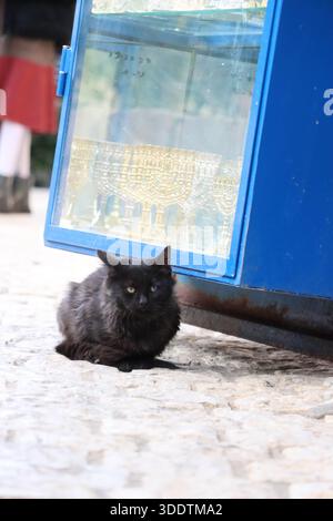 Eine Katze sitzt am 22. Dezember 2025 vor einer Hanukkiah-Ausstellung in Tzfat (Safed), Israel. Foto: Raquel G. Frohlich. Stockfoto