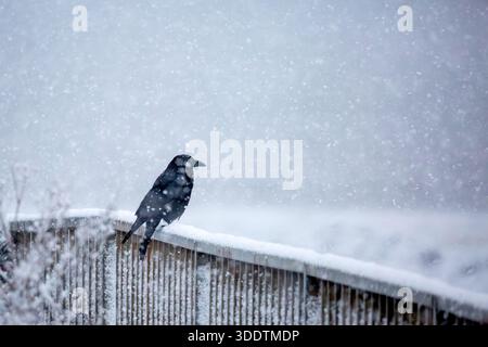Ein einsamer Rabe sitzt auf einem schneebedeckten Holzzaun. Schneeflocken fallen sanft herum und schaffen eine ruhige Winterszene. Stockfoto