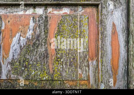 Flechten und verblichene Farbe bilden abstrakte Muster auf einer Platte aus verwittertem Holz Stockfoto