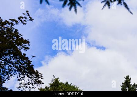 Hellblauer Himmel, umrahmt von Baumkronen und weichen Wolken Stockfoto