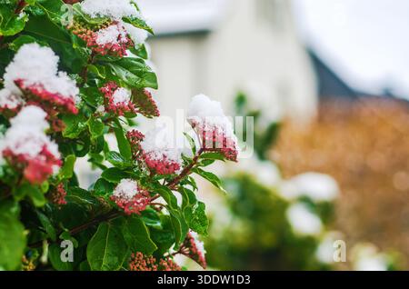 Rosafarbene Winterblumen mit grünen Blättern, bedeckt mit frischem weißem Schnee. Stockfoto