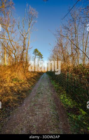 Dieses Bild zeigt einen ruhigen Waldweg im warmen Sonnenlicht, umgeben von trockener Vegetation und einem Drahtzaun unter einem weiten, klaren blauen Himmel Stockfoto