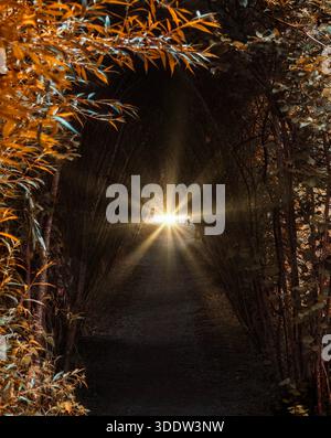 Sun glow at the end of a dark forest tunnel Stockfoto
