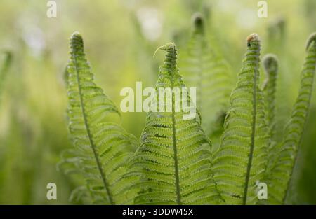 Junge, frische grüne Farnwedel entfalten sich vor der hellen Sonne draußen. Das Licht scheint durch die zarten Blätter. Stockfoto