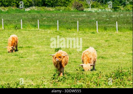 Drei Highland-Kühe, die auf Gras auf einem sonnigen Feld grasen, eine von ihnen hält die Zunge heraus und blickt in die Kamera, Scottish Highlands, Schottland Stockfoto