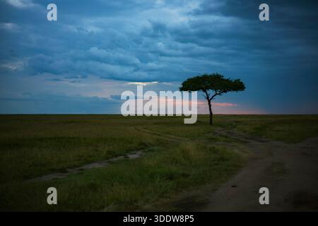 Ein einsamer Akazienbaum in der rauen Savanne im Masai Mara National Reserve, Kenia, Afrika bei Sonnenuntergang mit Kumuluswolken am Himmel. Stockfoto