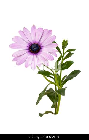 Afrikanische Gänseblümchenblume - Dimorphotheca ecklonis isoliert auf weißem Hintergrund Stockfoto