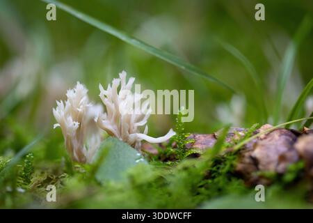 Nahaufnahme eines weißen Korallenpilzes, der zwischen grünem Moos und Gras auf dem Waldboden wächst Stockfoto