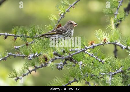 Ein kleines Kiefernsiskin auf einem Zweig eines Nadelbaums, umgeben von grünen Kiefernnadeln in einer natürlichen Umgebung im Freien Stockfoto