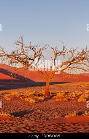 Namibia - Namib Naukluft Park - Düne 45 - toter Kameldornbaum mit verdrehten Ästen auf rotem Sand mit Dünen im Hintergrund Stockfoto