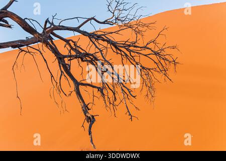 Namibia - Namib Naukluft Park - Sossusvlei - Detail von toten Kameldornzweigen vor glatten Orangensanddünen Stockfoto