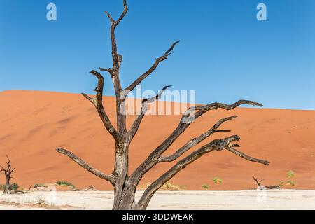 Namibia - Namib Naukluft Park - Deadvlei - toter Kameldornbaum Silhouette mit Ästen vor orange Sanddünen Hang Stockfoto