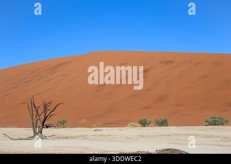Namibia - Namib Naukluft Park - Deadvlei - einsamer toter Kameldornbaum in einer weiten Wüstenlandschaft mit großer roter Sanddüne Stockfoto