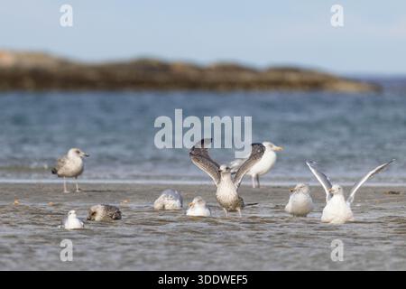 Eine Gruppe von Möwen, die baden und sich an einem flachen, nassen Strand versammeln, mit Wasser am Ufer und Hügeln im Hintergrund (Larus fuscus) Stockfoto