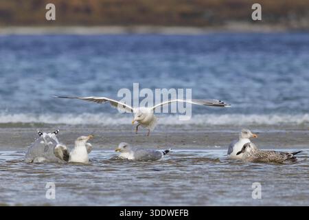 Eine Gruppe von Möwen, die baden und sich an einem flachen, nassen Strand versammeln, mit Wasser am Ufer und Hügeln im Hintergrund (Larus fuscus) Stockfoto