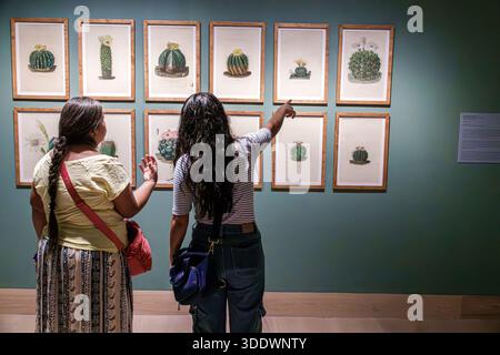 Mexiko-Stadt Mexiko, Museo Kaluz Kunstmuseum, Erwachsene Erwachsene Erwachsene, Frauen Frauen weiblich, Hispanic Latino mexikanisch, Museumsbesucher, Kunstausstellung besichtigen, botanische Krankheit Stockfoto