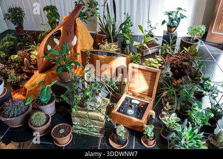 Mexiko-Stadt Mexiko, Museo Kaluz Kunstmuseum, Inneneinrichtung, Kunstinstallation, Stillleben Arrangement, Topfpflanzen Zimmerpflanzen, Kaktussukkulenten, t Stockfoto