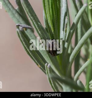 Ein Chrysolina americana-Käfer ernährt sich von Lavendelblättern. Das Bild zeigt die metallisch gestreifte Schale des Insekts und die Textur der Pflanze Stockfoto