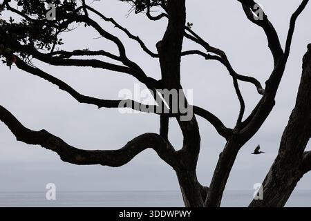 Silhouette eines einsamen Pelikans im Flug, gesehen durch die Äste der Küsten in der Abenddämmerung, Carlsbad, Kalifornien. Stockfoto
