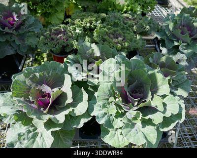 Frisch angebauter Bio-Kohl auf dem Bauernmarkt Stockfoto