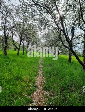 Blühender Apfelgarten: Ein schmaler Schotterweg durch blühende Bäume. Der Feldweg schlängelt sich durch einen üppig grünen Obstgarten in voller Blüte. Stockfoto