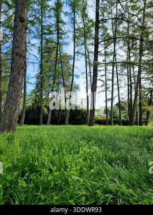 Lebhaftes grünes Gras unter Lärchenholz. POV: Blick über hohes Gras auf einen Strang schlanker, hoch aufragender Lärchen. Stockfoto
