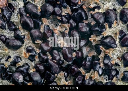Fischhakenfässer Kaktusfrucht mit schwarzen Samen, Ferocactus wislizeni Stockfoto