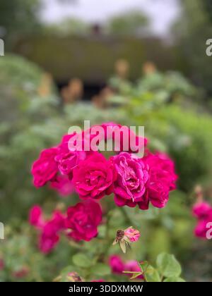 Saisonale Blumen und blühende Bäume im Central Park, New York City Stockfoto