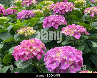 Hortensien blühen im Central Park, Manhattan, New York City. Stockfoto