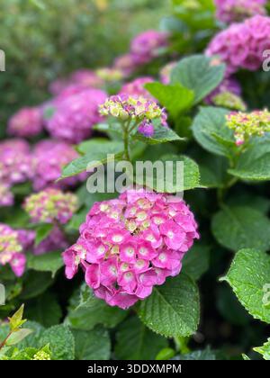 Hortensien blühen im Central Park, Manhattan, New York City. Stockfoto