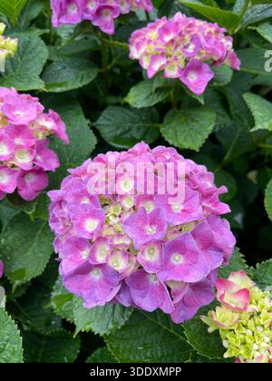 Hortensien blühen im Central Park, Manhattan, New York City. Stockfoto
