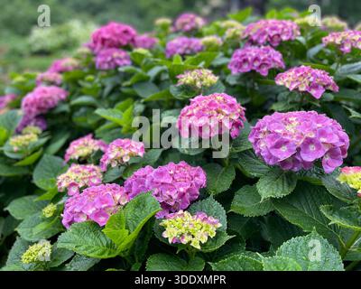 Hortensien blühen im Central Park, Manhattan, New York City. Stockfoto