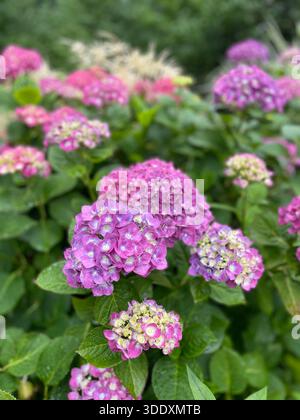 Hortensien blühen im Central Park, Manhattan, New York City. Stockfoto