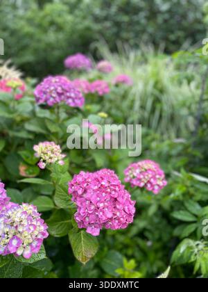 Hortensien blühen im Central Park, Manhattan, New York City. Stockfoto
