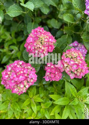 Hortensien blühen im Central Park, Manhattan, New York City. Stockfoto