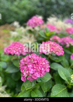 Hortensien blühen im Central Park, Manhattan, New York City. Stockfoto