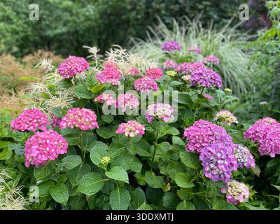 Hortensien blühen im Central Park, Manhattan, New York City. Stockfoto