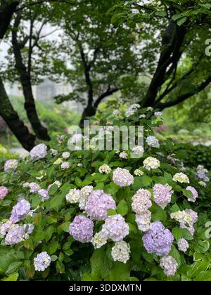 Hortensien blühen im Central Park, Manhattan, New York City. Stockfoto
