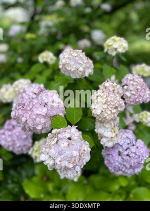Hortensien blühen im Central Park, Manhattan, New York City. Stockfoto