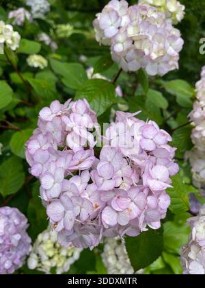 Hortensien blühen im Central Park, Manhattan, New York City. Stockfoto