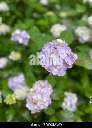 Hortensien blühen im Central Park, Manhattan, New York City. Stockfoto